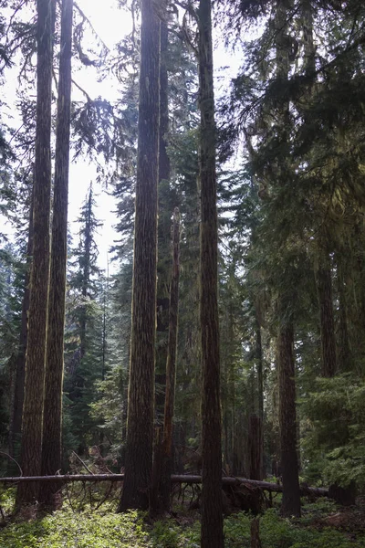Les bois, Oregon — Photo