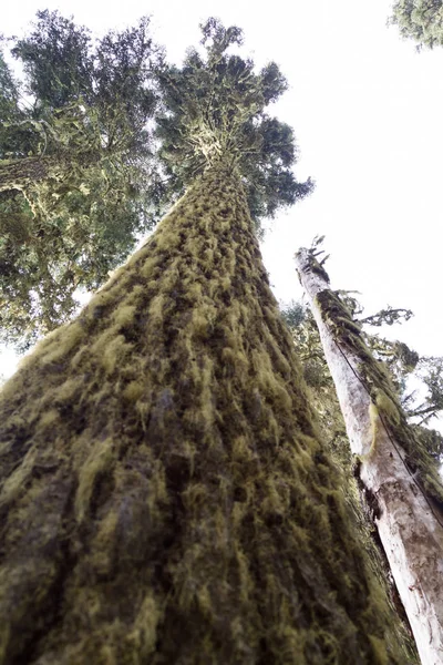 A floresta, Oregon — Fotografia de Stock
