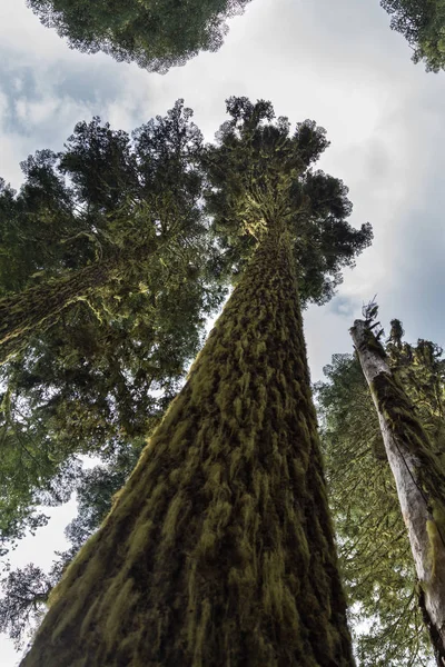 The woods, Oregon — Stock Photo, Image