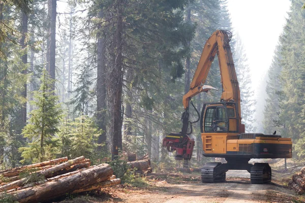 Exploitation forestière dans les bois — Photo