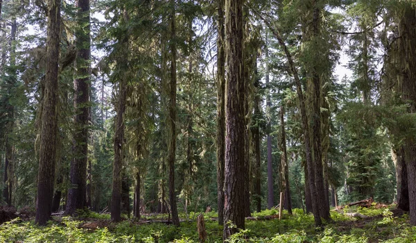 森の中、オレゴン州 — ストック写真