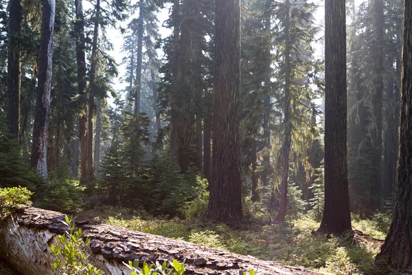 Rök i luften — Stockfoto