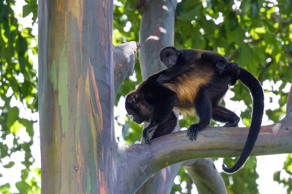 Uluyan maymunlar Kosta Rika