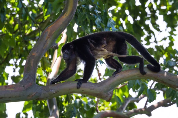 Uluyan maymunlar Kosta Rika