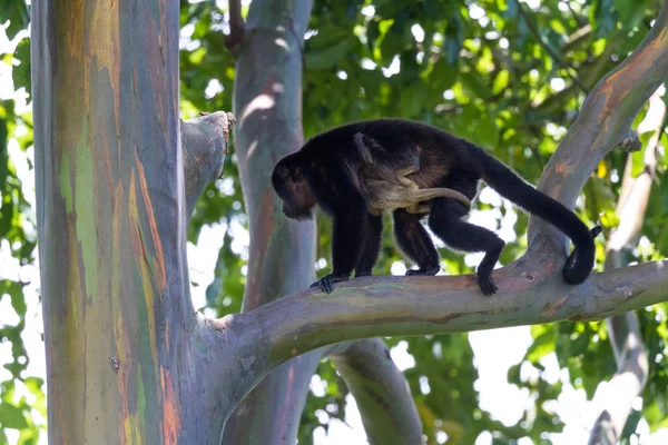 吼猴在哥斯达黎加 — 图库照片