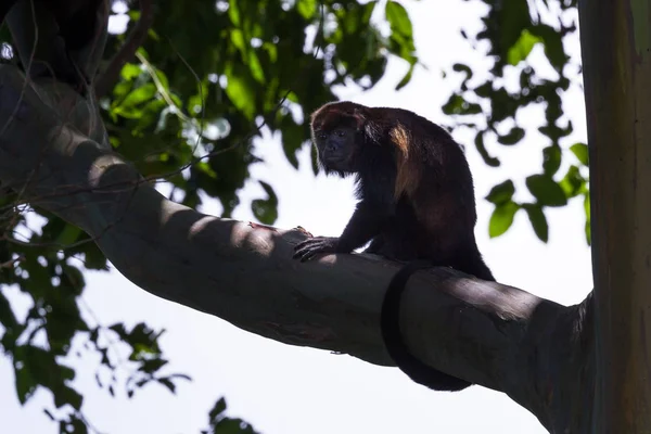Howler Monkey on a tree — Stock Photo, Image
