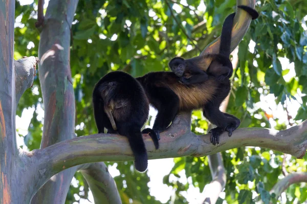 Monkeys Howler w Kostaryce — Zdjęcie stockowe