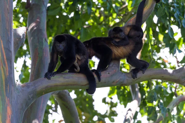 Monkeys Howler w Kostaryce — Zdjęcie stockowe