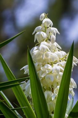 Yucca Gigantea -  Flor de Itabo