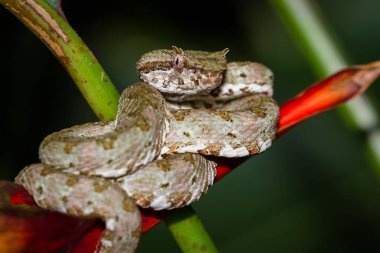 Kirpik viper - Bothriechis schlegelii 