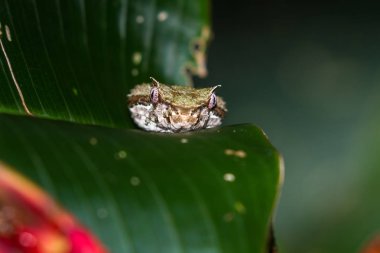 Kirpik viper - Bothriechis schlegelii 