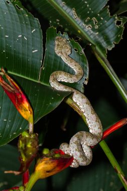 Kirpik viper - Bothriechis schlegelii 