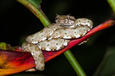 Kirpik viper - Bothriechis schlegelii 