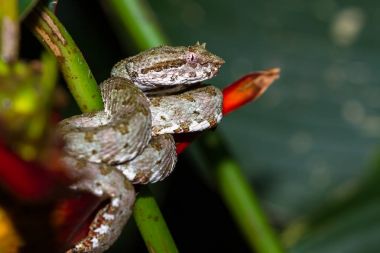 Kirpik viper - Bothriechis schlegelii 