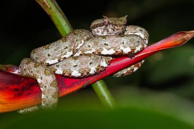 Kirpik viper - Bothriechis schlegelii 