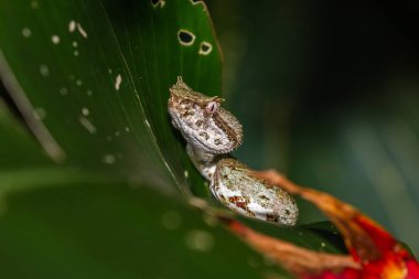 Kirpik viper - Bothriechis schlegelii 