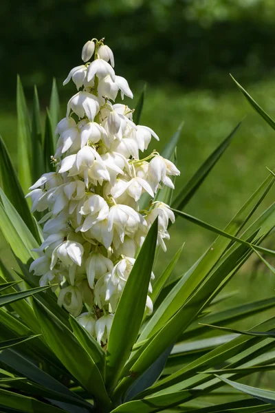 Yucca Gigantea -  Flor de Itabo — 스톡 사진