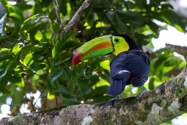 Kiel gefactureerd toucan — Stockfoto