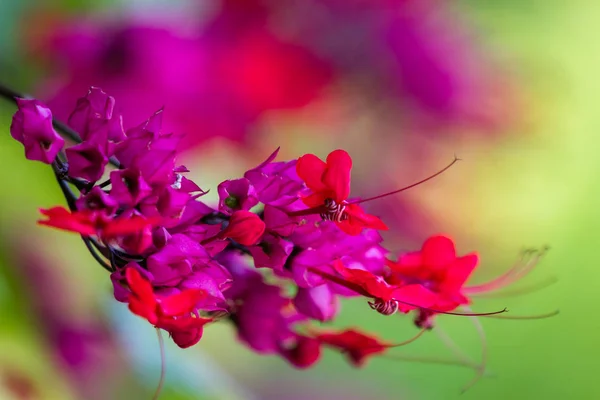 Floração videira close-up — Fotografia de Stock