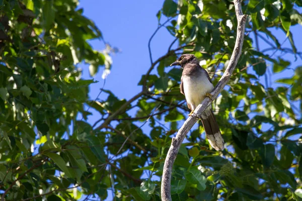 Pássaro tropical em Costa Rica — Fotografia de Stock