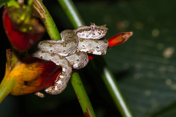 Ögonfrans viper - Bothriechis schlegelii — Stockfoto