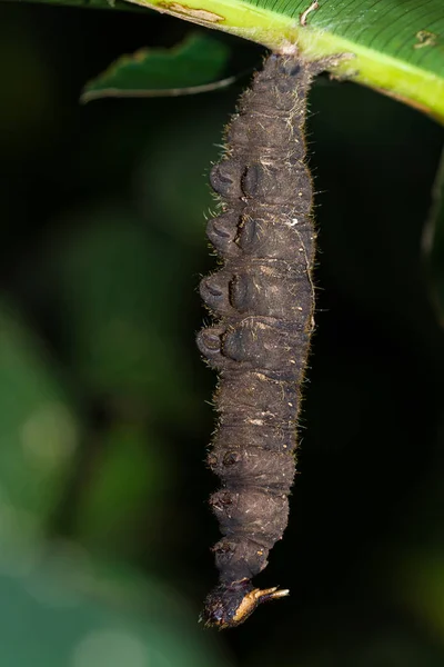Большая коричневая гусеница — стоковое фото