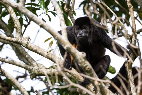 Macaco howler em Costa Rica — Fotografia de Stock