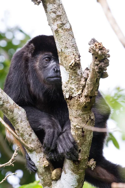 Üvöltő majom Costa Ricában — Stock Fotó