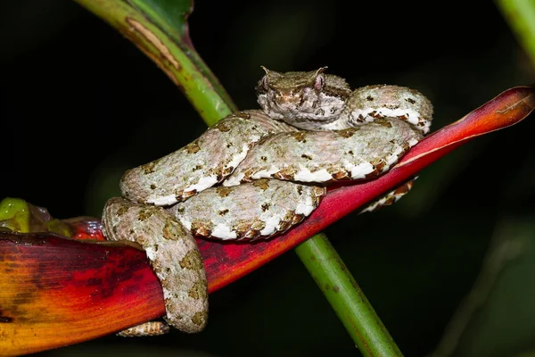 Ögonfrans viper - Bothriechis schlegelii — Stockfoto