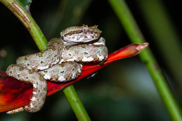 Kirpik viper - Bothriechis schlegelii 