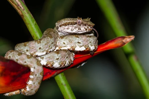 Szempilla viper - Schlegel-lándzsakígyó — Stock Fotó