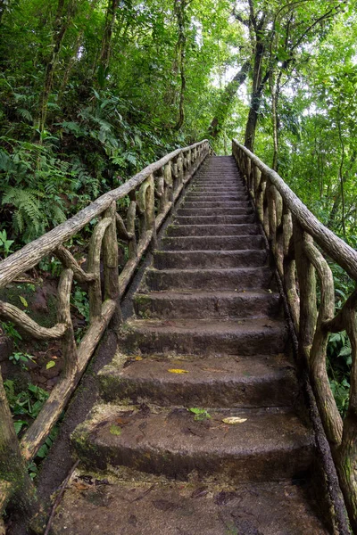 yağmur ormanları içinde yürüyüş 