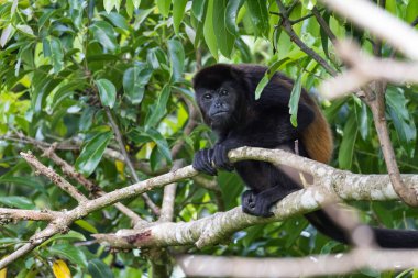 Kosta Rika 'daki Howler Maymunu 