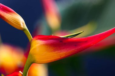 Heliconia canlı renkler ile