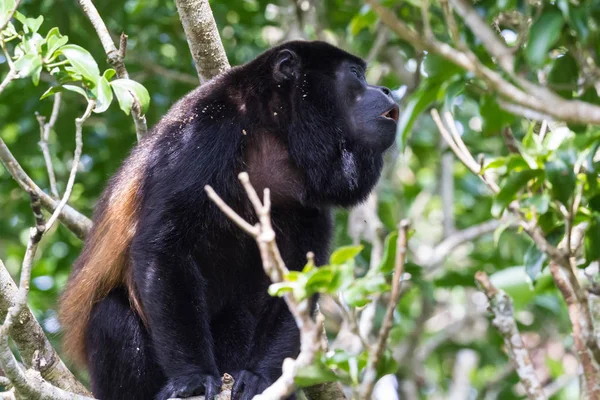 Kosta Rika 'daki Howler Maymunu 