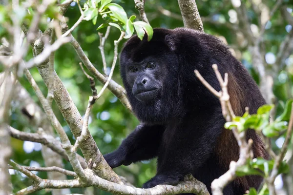 Μαϊμού howler στην Κόστα Ρίκα — Φωτογραφία Αρχείου