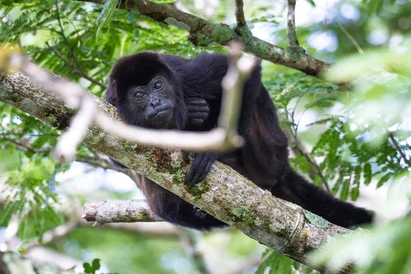 Macaco howler em Costa Rica — Fotografia de Stock