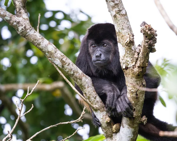 Ululatore scimmia in costa rica — Foto Stock