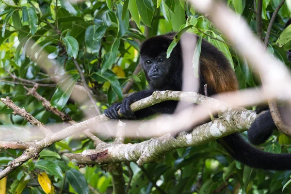 Vrålapa i Costa Rica — Stockfoto