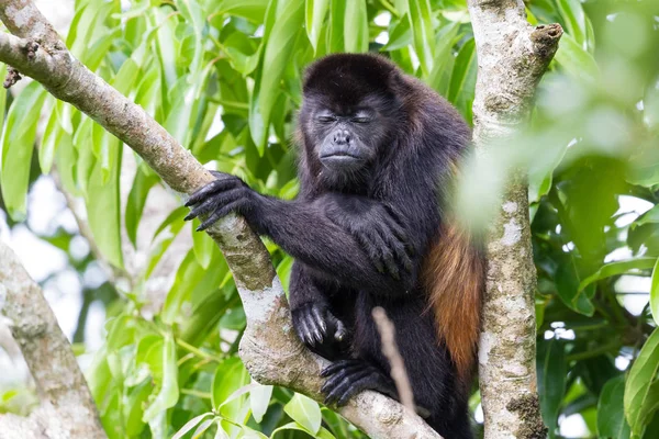 Üvöltő majom Costa Ricában — Stock Fotó