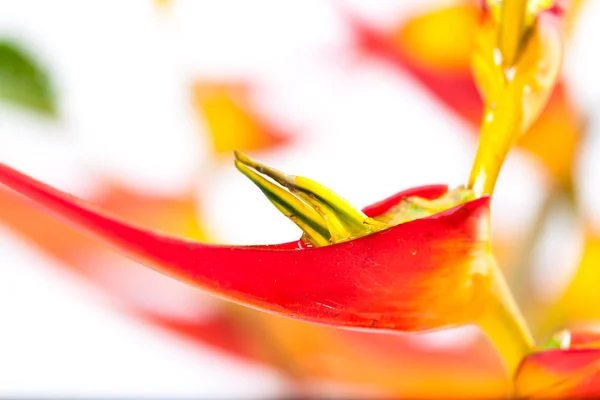 Heliconia con colores vivos — Foto de Stock