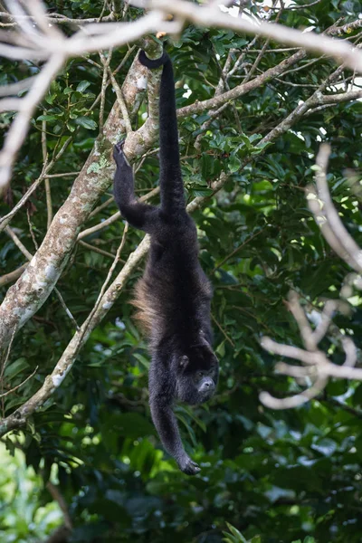 Vrålapa i Costa Rica — Stockfoto