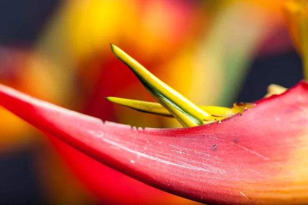 생생한 색상으로 Heliconia — 스톡 사진