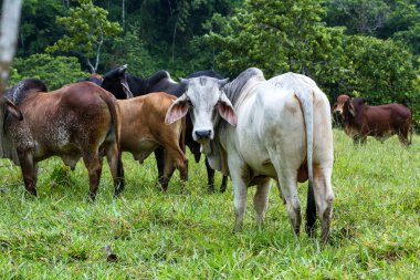 Kosta Rika genç boğa