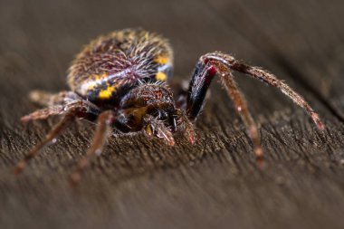 Tropikal örümcek yakın çekim