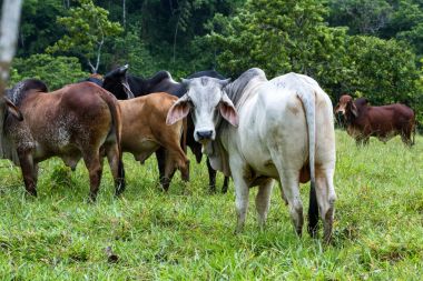 Kosta Rika genç boğa