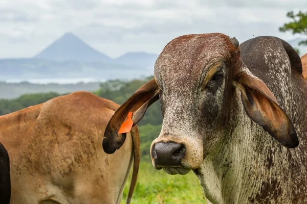 Koeien in Costa Rica — Stockfoto