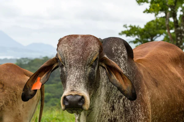 牛の顔をクローズ アップ — ストック写真