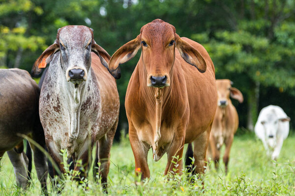 Молодые быки Коста-Рики
