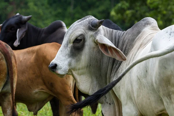 Unga tjurar i Costa Rica — Stockfoto